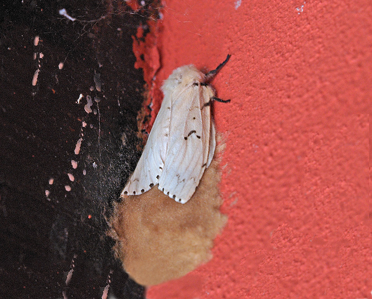 Lymantria dispar  (Erebidae Lymantriinae)